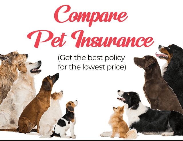 Pet Insurance 2024